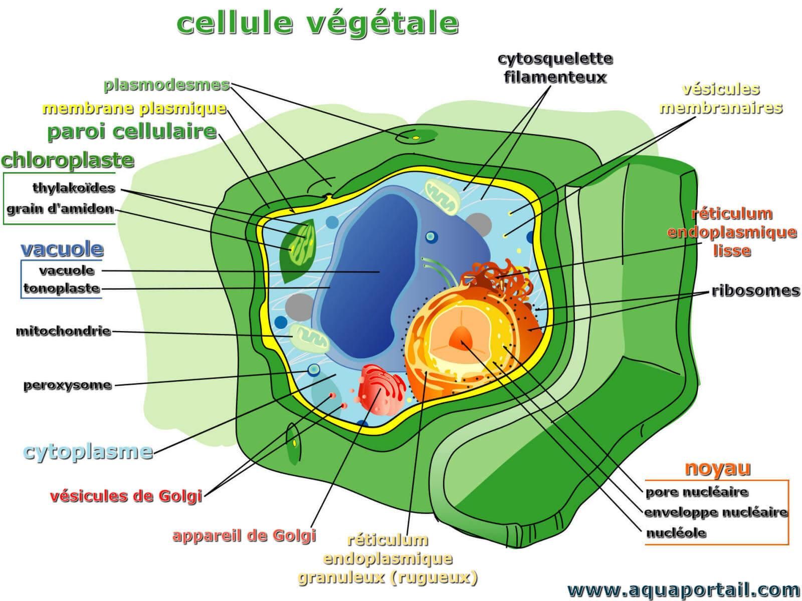 Cellule Végétale